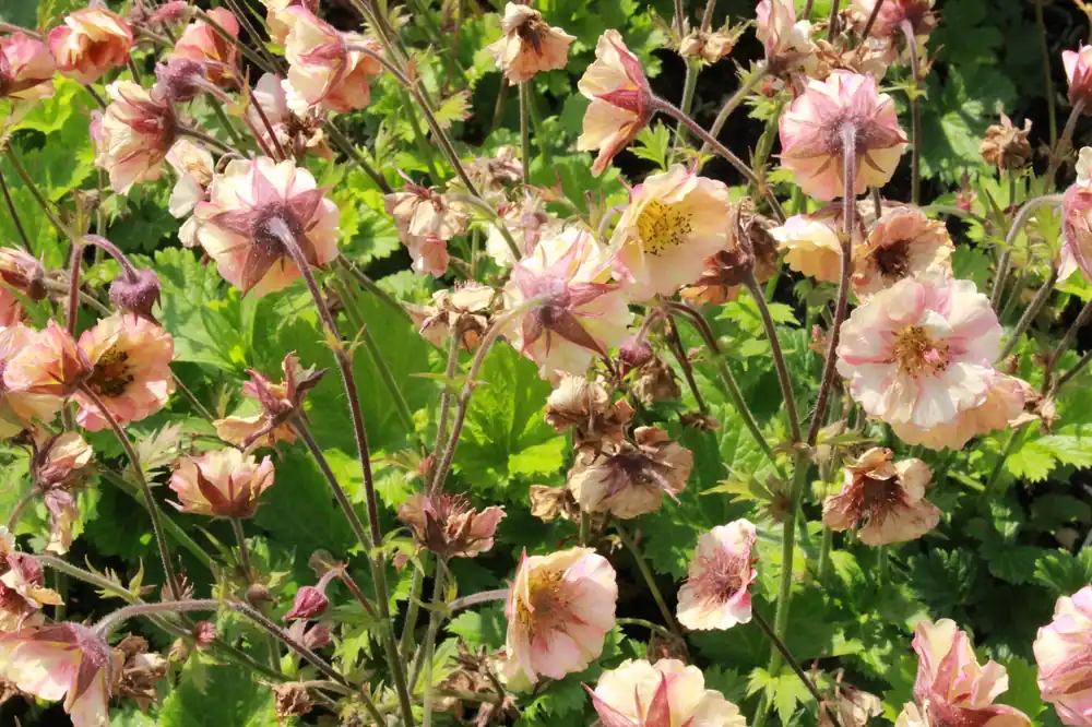 Geum PRETTICOATS PEACH (‘Tngeupp‘PBR), 15-pack | Ny produkt