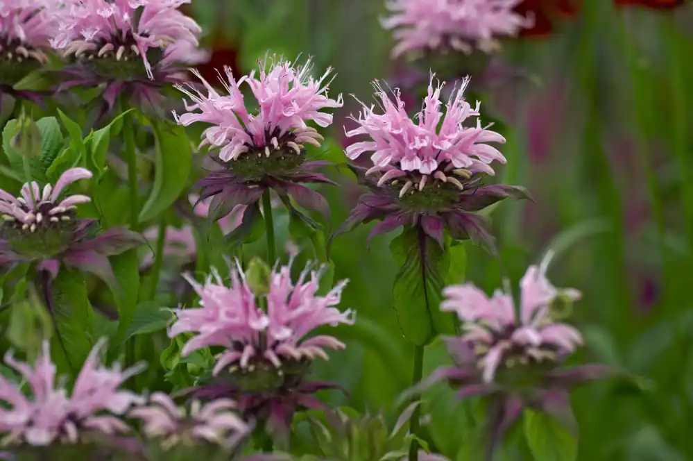 Finns tillgänglig - Monarda ‘Beauty of Cobham‘, 15-pack