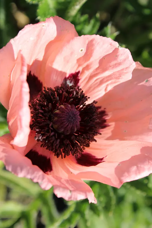 Toppkvalitet | Papaver (Orientale-Gr.) ‘Prinzessin Viktoria Louise‘, 15-pack