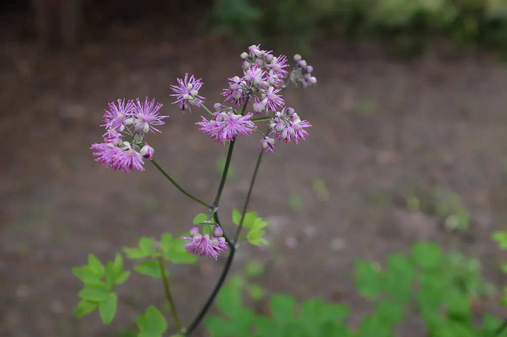 Thalictrum ‘Black Stockings‘, 6-pack | Toppsäljare