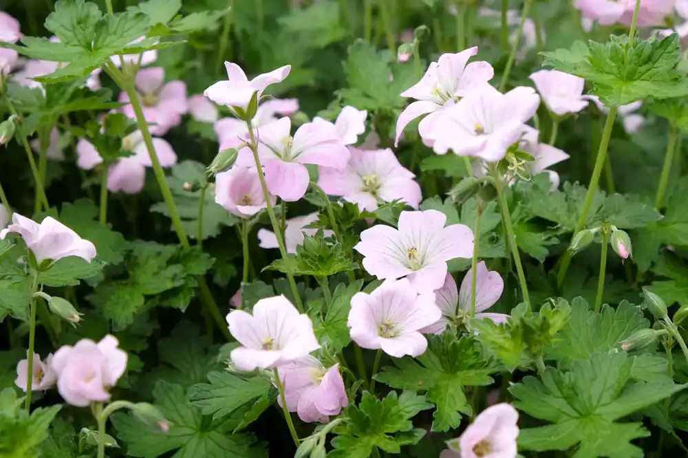 Favorit - Geranium DREAMLAND (‘Breamdream‘), 6-pack