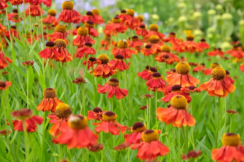 Mycket uppskattad | Helenium (Autumnale- Gr.) ‘Moerheim Beauty‘, 6-pack