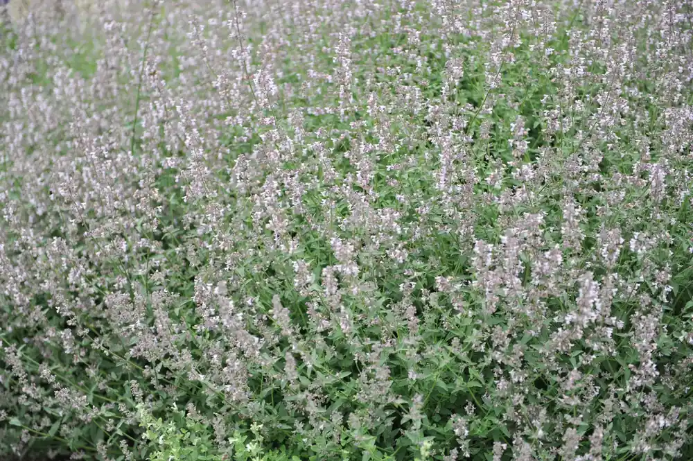Nepeta faassenii ‘Amelia‘, 15-pack | Mycket populär