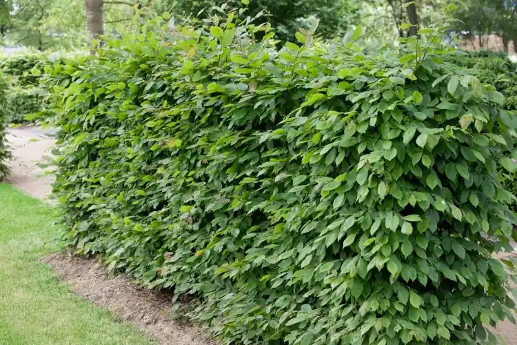 Nytt i sortimentet | Carpinus betulus, 100-125 cm, 200-pack-Goliat