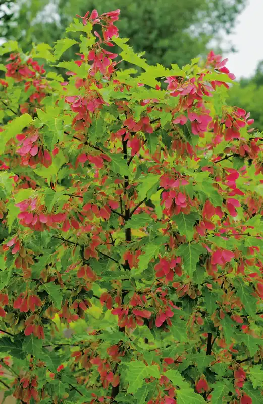 Acer tataricum ssp. ginnala, 50-80 cm, 200-pack - Spara nu