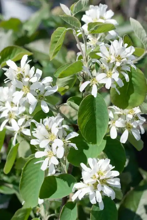 Reapris - Amelanchier alnifolia, 50-80 cm, 200-pack