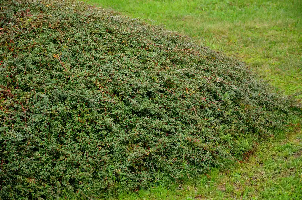 Beställ idag - Cotoneaster x suecicus ‘Coral Beauty‘, 20-40 cm, 200-pack