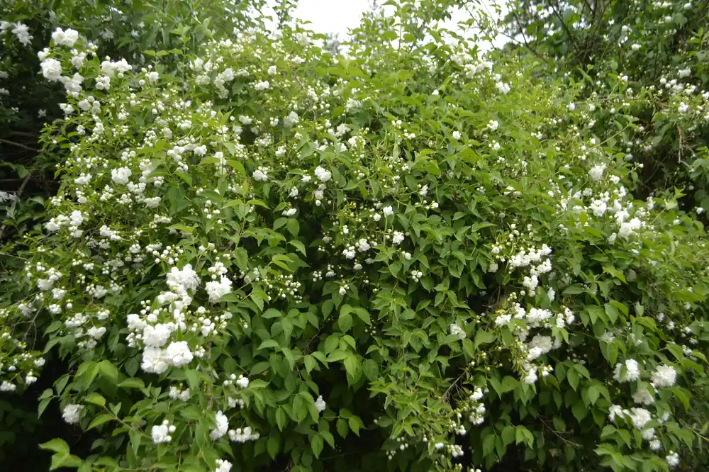 Crataegus intricata, 60-100 cm, 200-pack | Precis inkommet