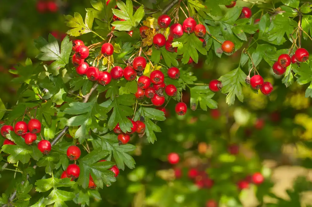 Crataegus monogyna, 50-80 cm, 150-pack - Tryggt köp