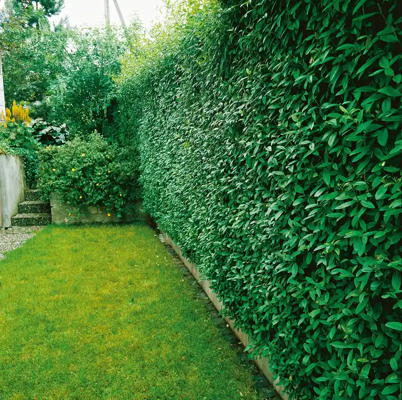 Ligustrum vulgare, 40-60 cm, 200-pack - Bästsäljare