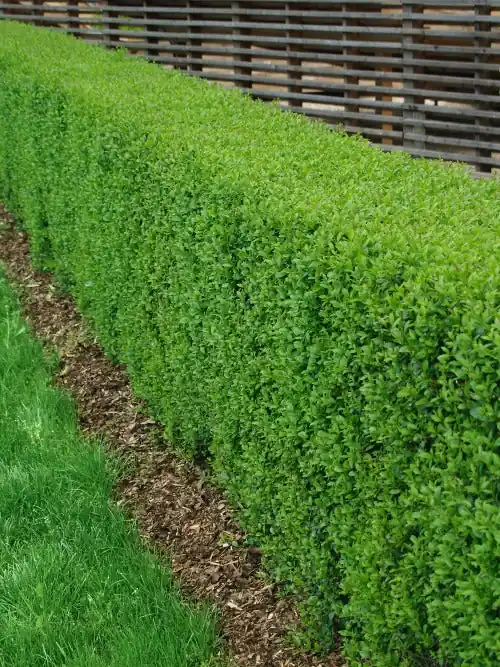Ligustrum vulg. var. ital. ‘Liga‘, 30-50 cm, 200-pack - Nyhet