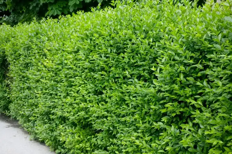 Ny produkt - Ligustrum vulg. var. ital. ‘Liga‘, 50-80 cm, 6-10 grenar, 200-pack