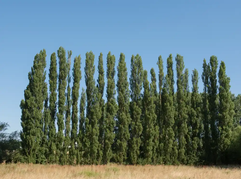 Rekommenderas - Populus nigra ‘Italica‘, 60-100 cm, 200-pack