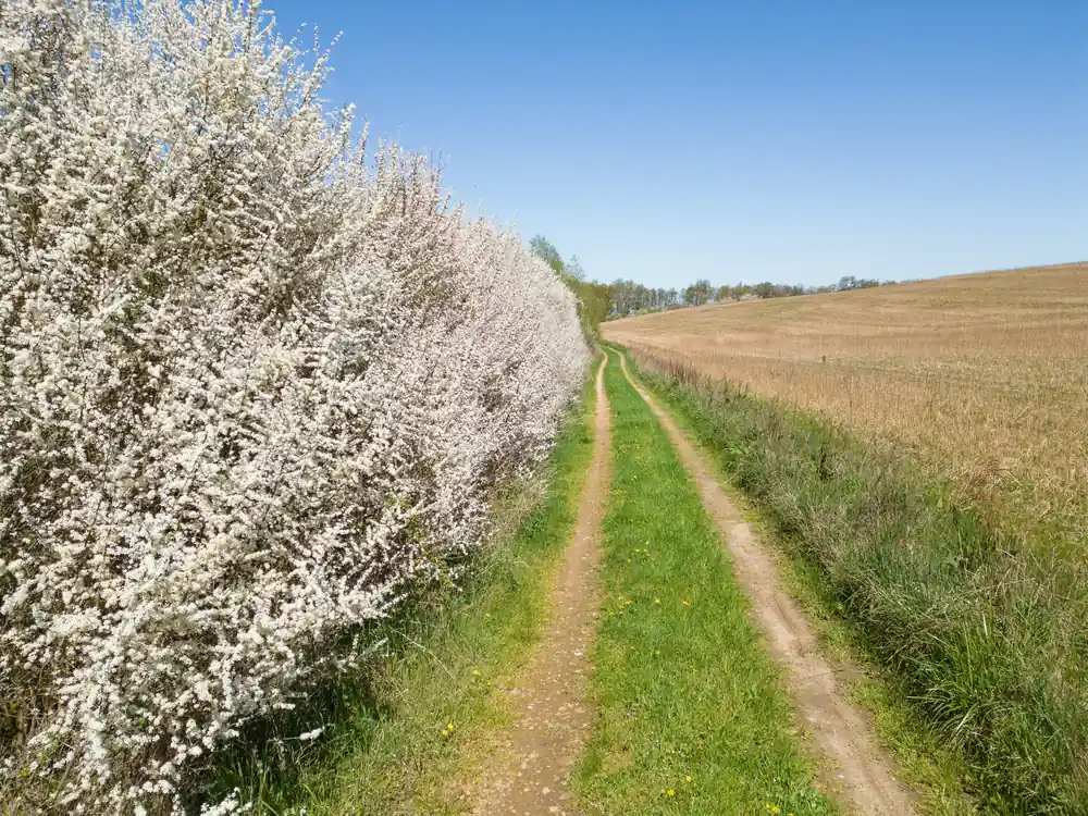 Prunus spinosa, 50-80 cm, 150-pack | Få kvar i lager