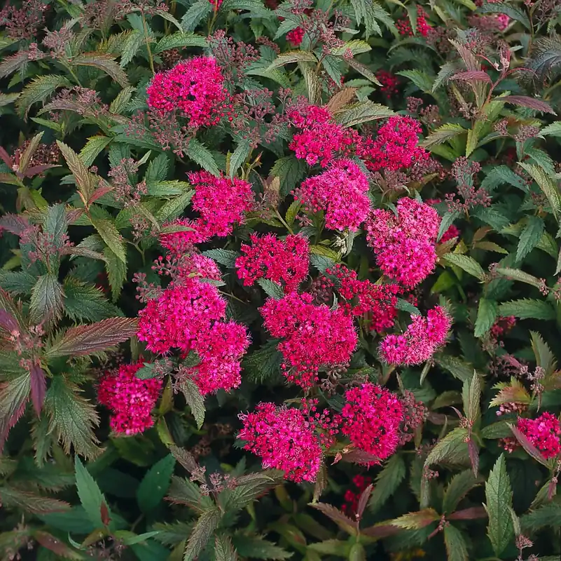 Spiraea jap. ‘Anthony Waterer‘, 15-30 cm, 150-pack - Precis lanserat