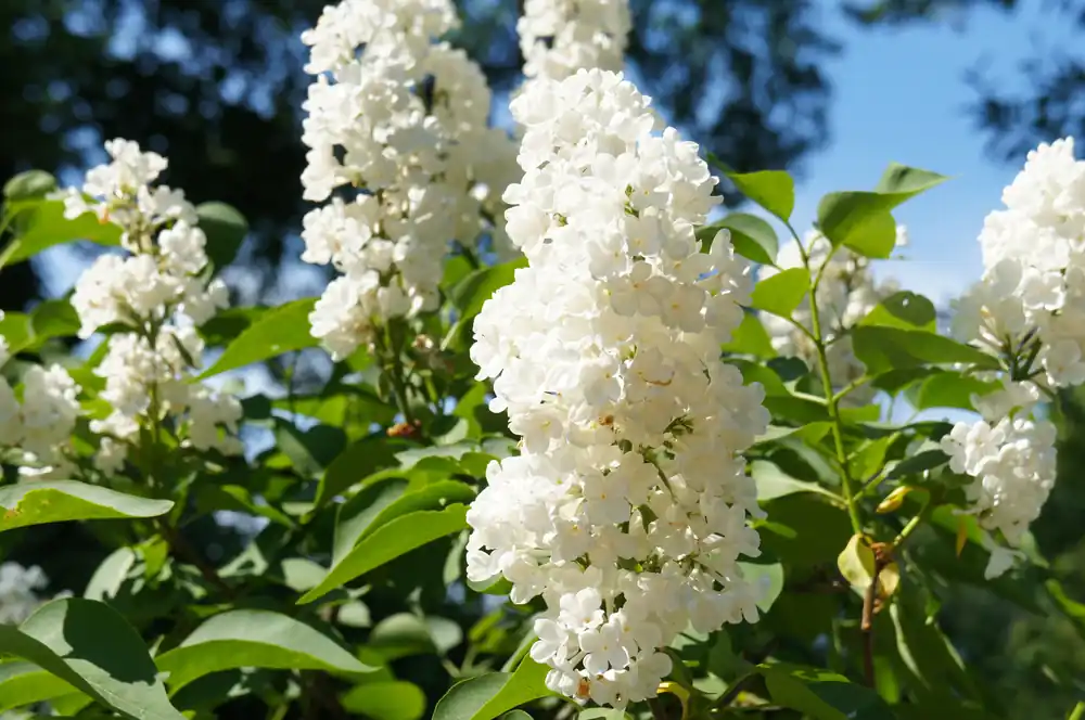 Mycket efterfrågad - Syringa vulgaris f. alba, 30-50 cm, 150-pack