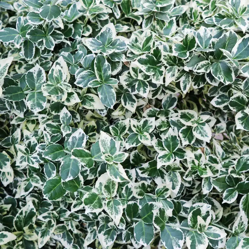 Euonymus fortunei var. radicans ‘Emerald Gaiety‘, co, 10-p - Superpris