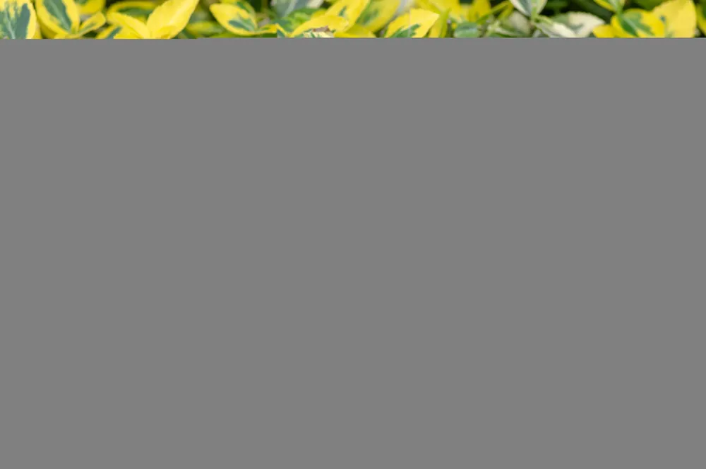 Euonymus fortunei var. radicans ‘Emerald ‘n‘ Gold‘, co, 10-p - Köp direkt