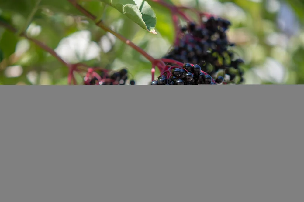 Sambucus nigra, co, 10-p | Kanonerbjudande