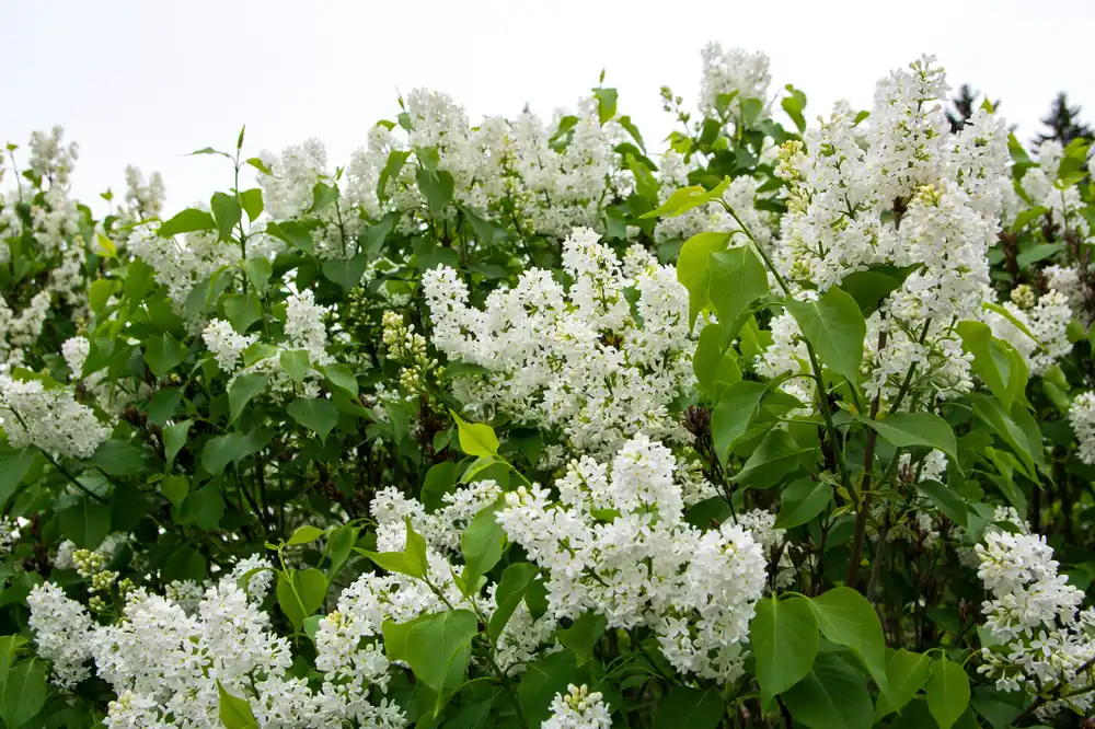 Syringa vulgaris f. alba, co, 10-p - Sänkt pris