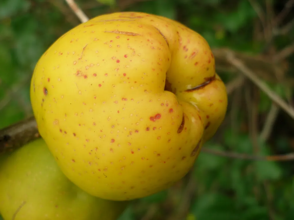 Chaenomeles japonica ‘Rondo‘, 1-pack - Spara nu
