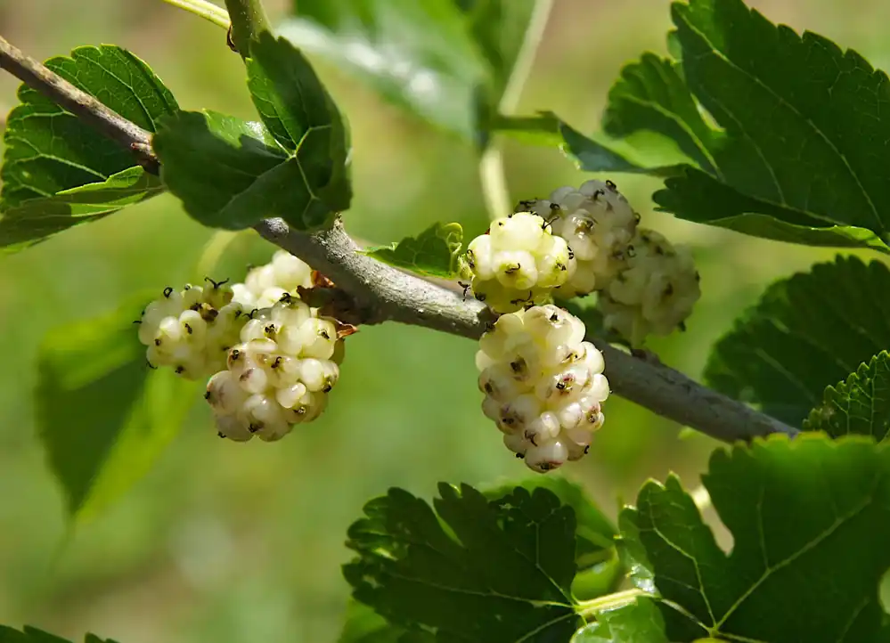 Skaffa nu - Morus alba ‘Visborg‘, 1-pack