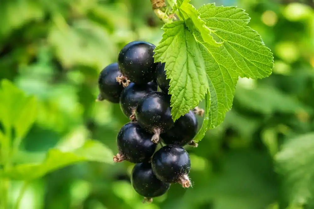 Ribes nigrum ‘Öjebyn‘ E, 5-pack - Finns i lager