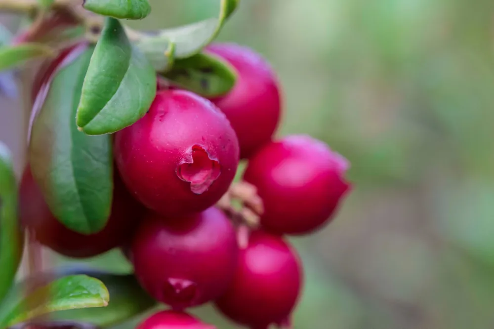 Mycket populär | Vaccinium vitis-idaea BALSGÅRD IDA® (‘Ida‘PBR), 3-pack