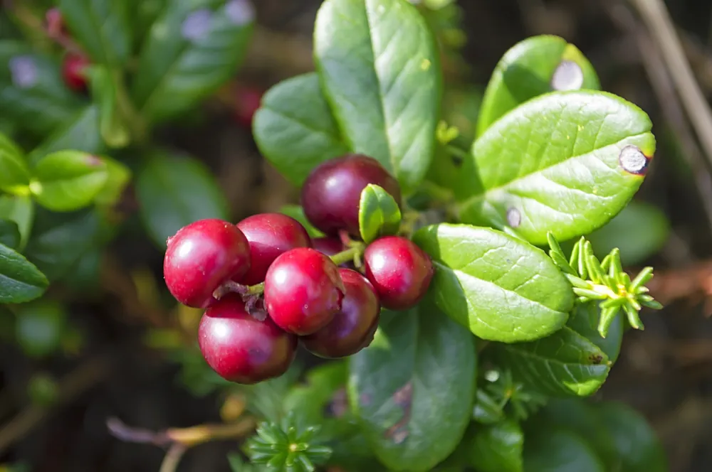 Vaccinium vitis-idaea BALSGÅRD SUSSI® (‘Sussi‘), 10-pack | Bara denna vecka