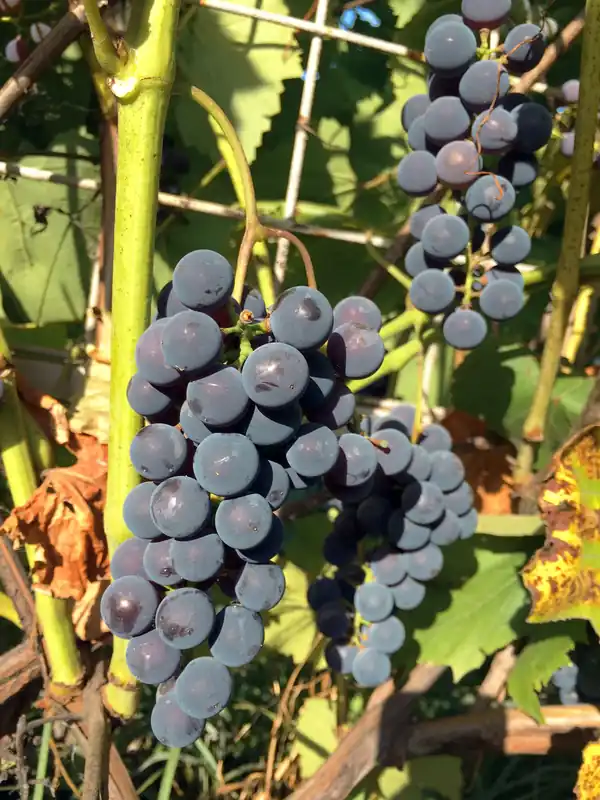 Bra pris - Vitis (Labrusca-Gruppen) ‘Zilga‘ E, 10-pack