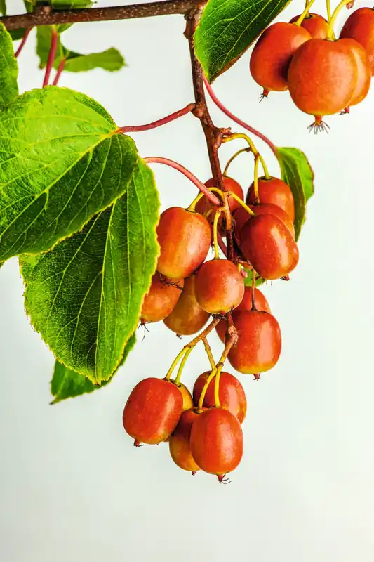 Actinidia arguta ‘Ken‘s Red‘, 5-pack | Nyhet i webbutiken