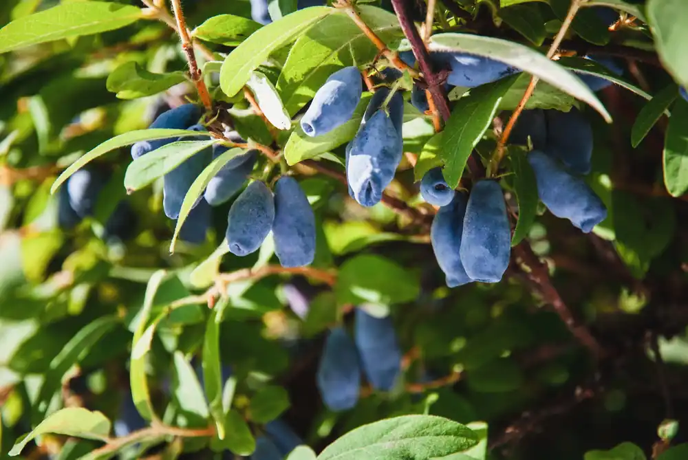 Efterfrågad | Lonicera caerulea ‘Balalaika‘, 10-pack