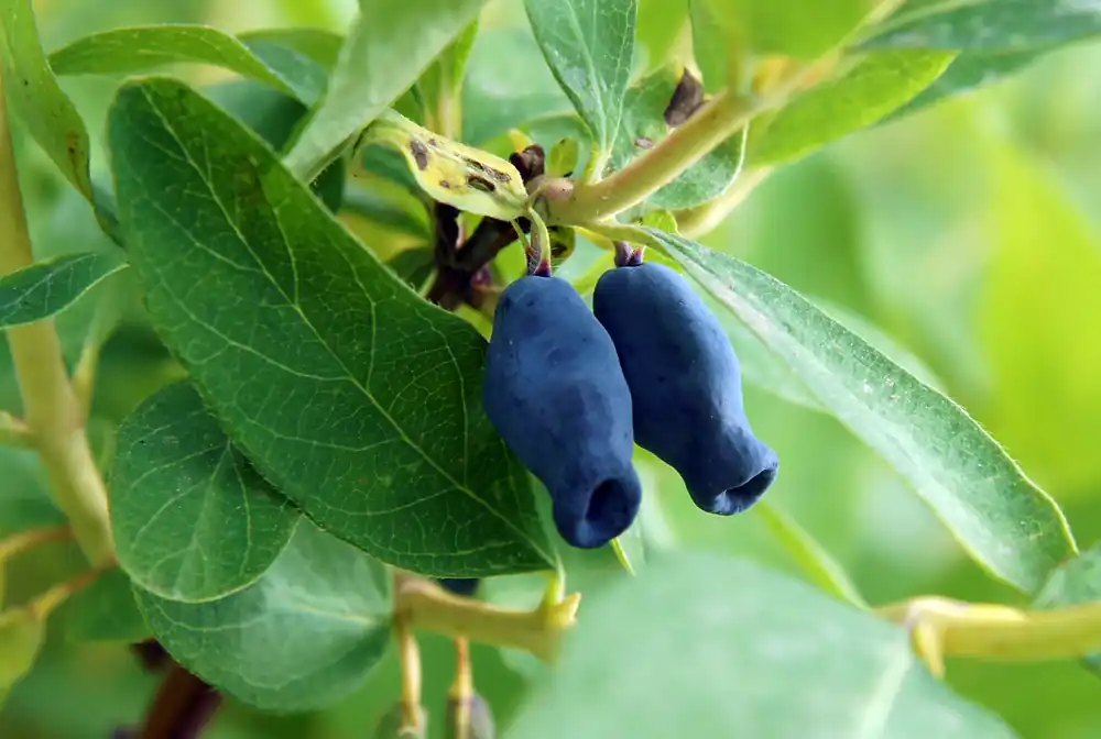 Nytt lägre pris - Lonicera caerulea var. kamtschatica ‘Duet‘, 5-pack