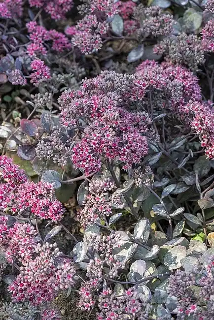 Sedum ‘Red Sparkle‘ | Direkt från fabriken