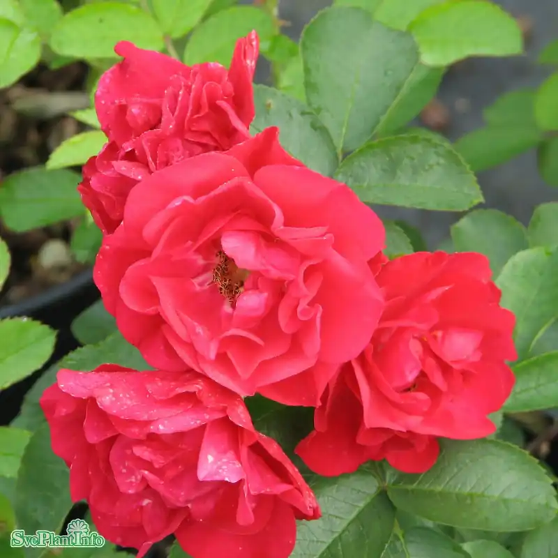 Rosa ‘Hansaland‘ A-kval C4 - Favorit