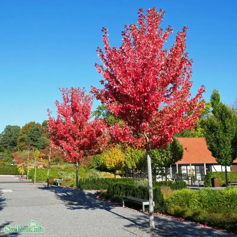 Erbjudande | Acer x freemanii ‘Autumn Blaze‘ Högstam Kl So 12-14cm