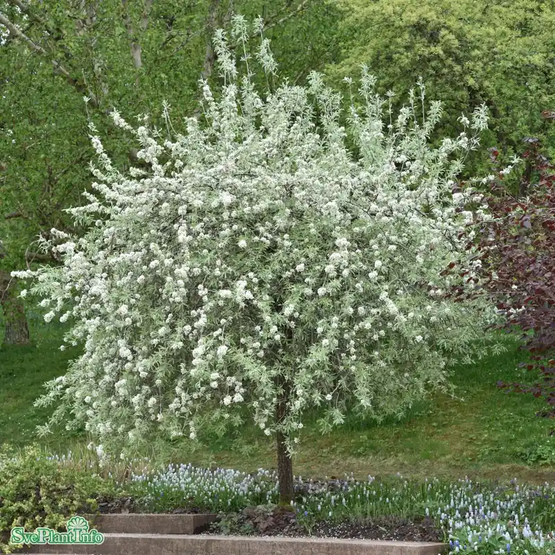 Beställ online - Pyrus salicifolia ‘Pendula‘ Stam C12 150cm