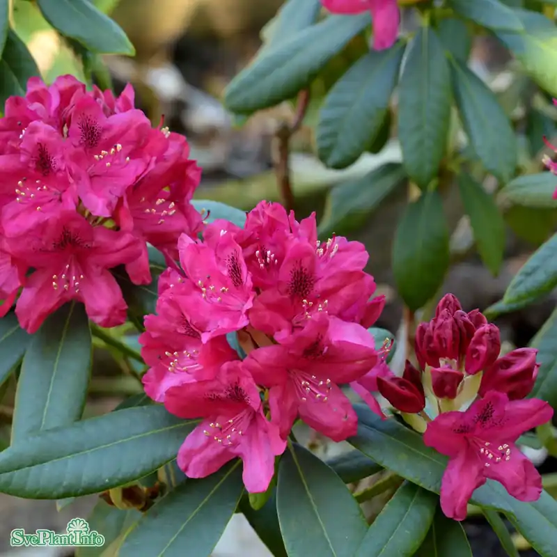 Rhododendron ‘Nova Zembla‘ C6 40-50cm | Nytt lägre pris