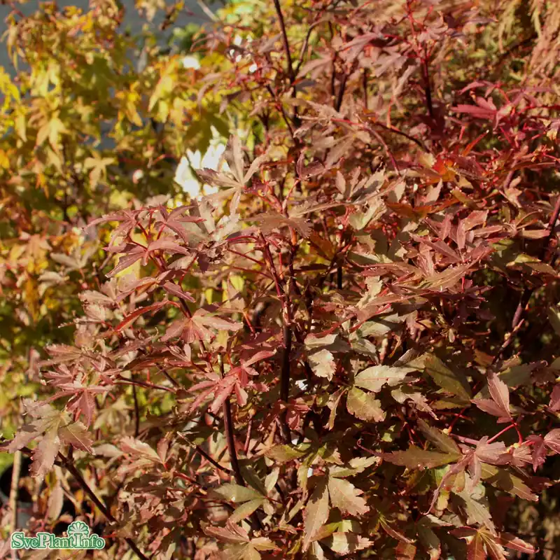 Acer palmatum ‘Skeeter‘s Broom‘ C10 80-100cm | Superpris