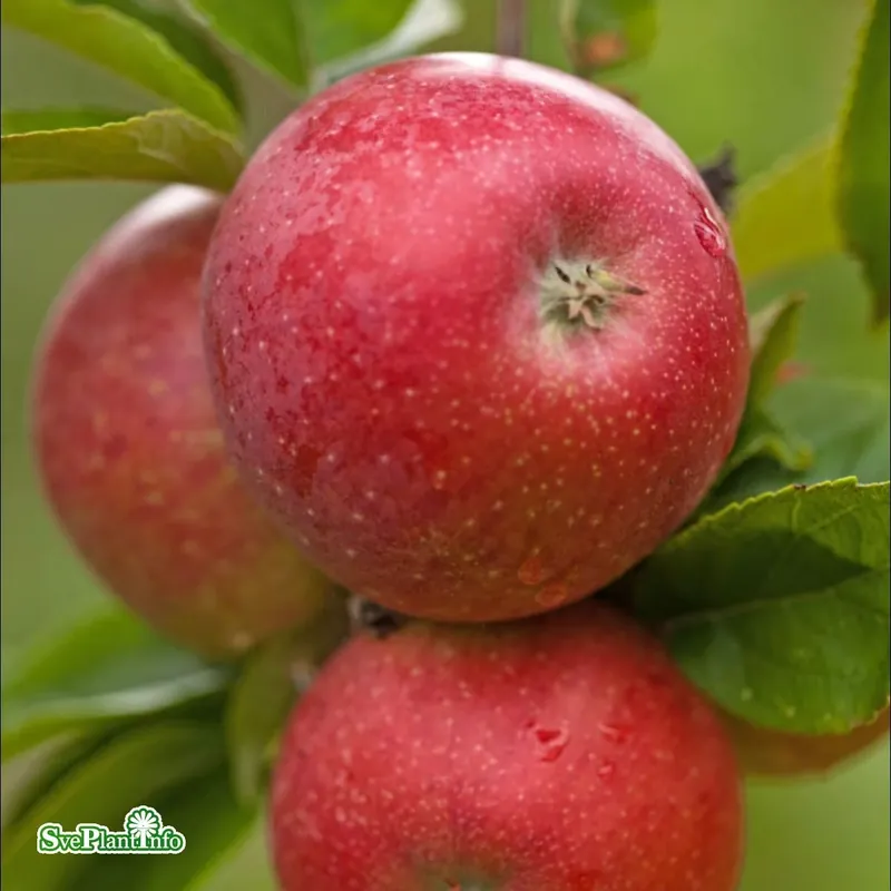 Direkt från tillverkaren | Malus domestica ‘Aroma‘ E A2 Stam 2-års A-kval Co