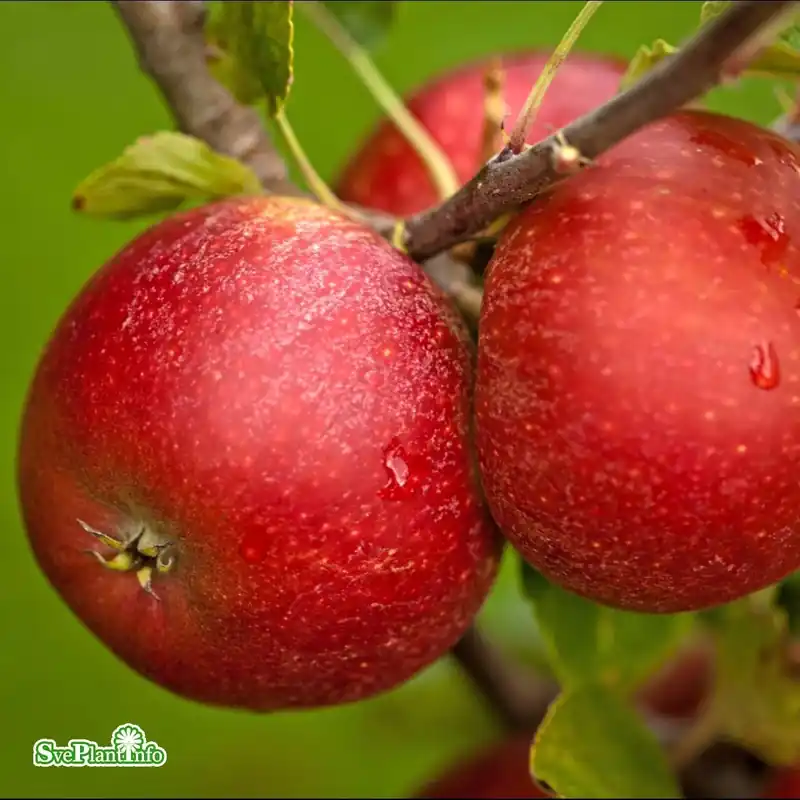 Efterfrågad - Malus domestica ‘Ingrid Marie‘ E A2 Stam 2-års A-kval Co