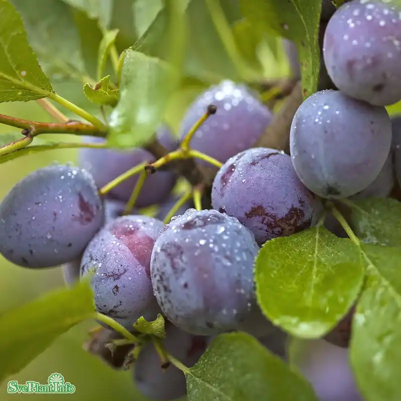 Kundfavorit - Prunus domestica ‘Opal‘ E P.cer Stam 2-års A-kval Co