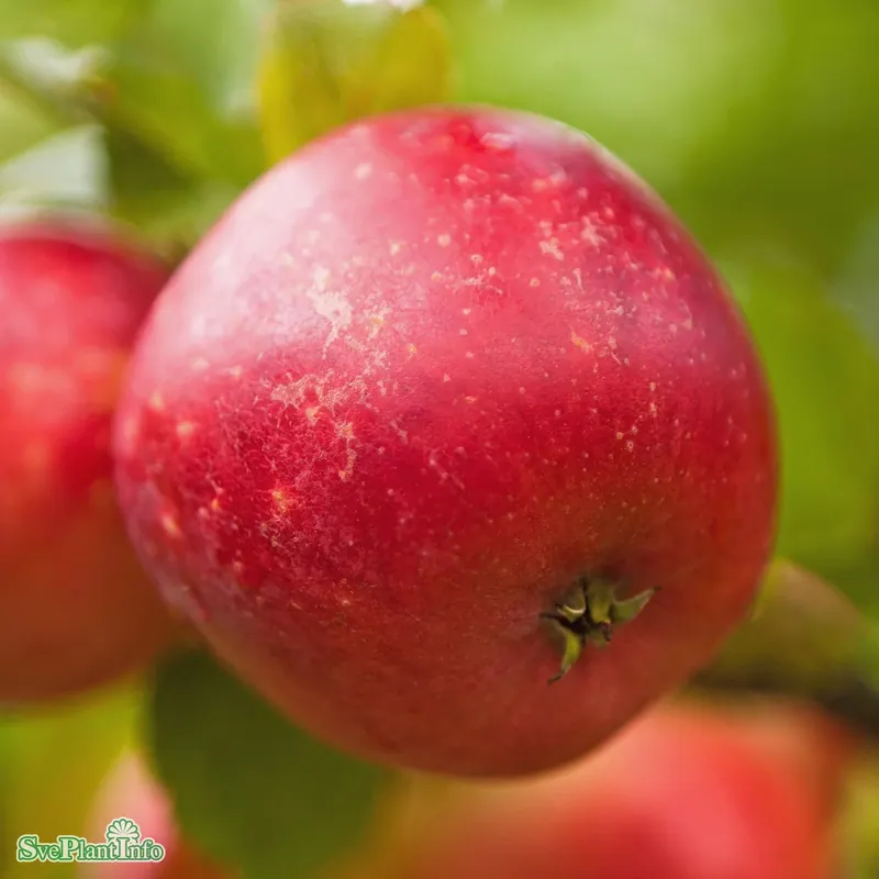 Malus domestica ‘Alice‘ A2 Stam 2-års A-kval Co - Utförsäljning