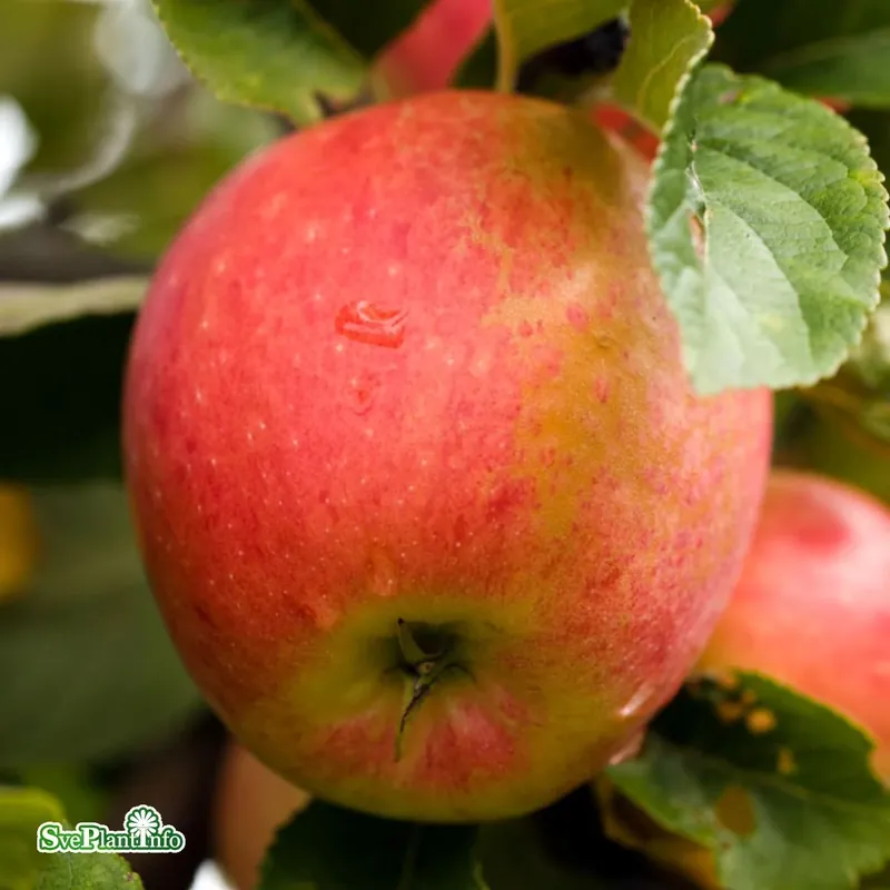 Kanonpris - Malus domestica ‘James Grieve‘ E A2 Stam 2-års A-kval Co