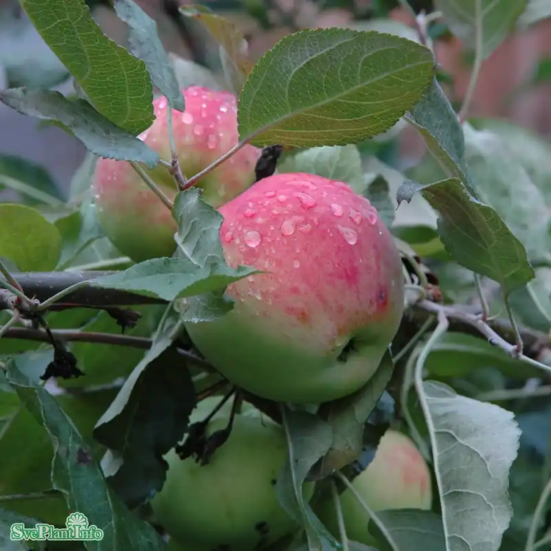Malus domestica ‘Mantet‘ A2 Stam 2-års A-kval Co | Ta chansen