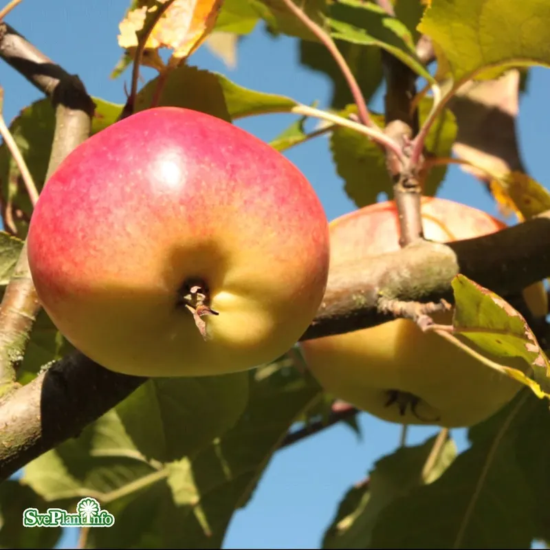 Malus domestica ‘Rubinola‘ MM111 Stam 2-års A-kval Co - Köp idag