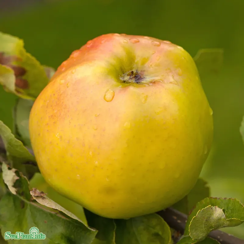 Malus domestica ‘Signe Tillisch‘ A2 Stam 2-års A-kval Co | Nästan slut