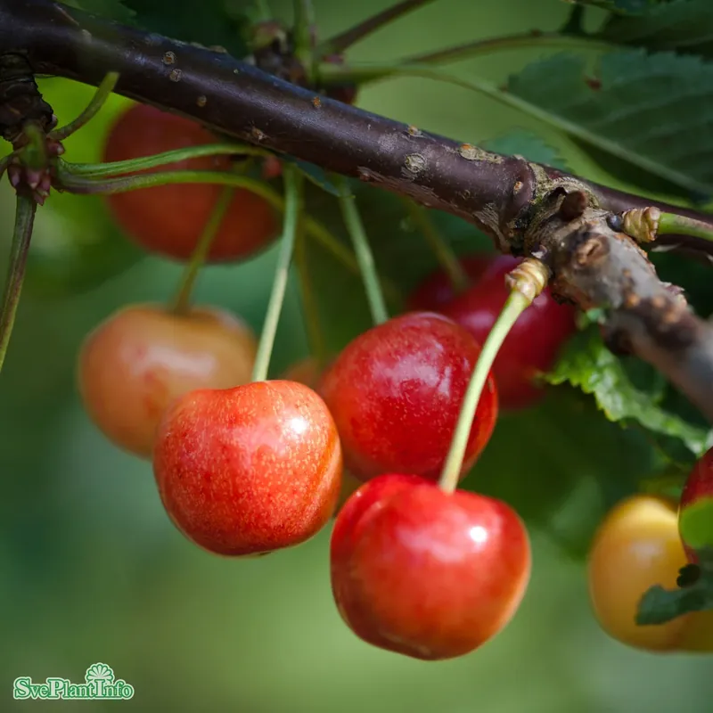 Prunus avium ‘Gårdebo‘ E P.Colt Stam 2-års A-kval Co - Lägg i varukorg