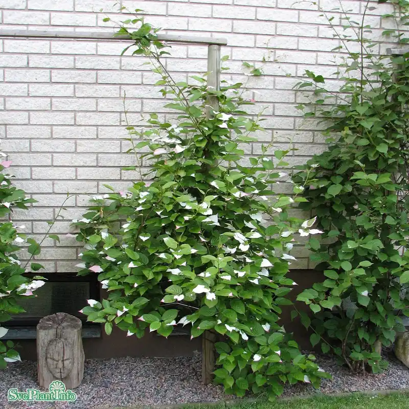 Actinidia (Minikiwi) ‘Oskar‘ A-kval C2 - Säker betalning