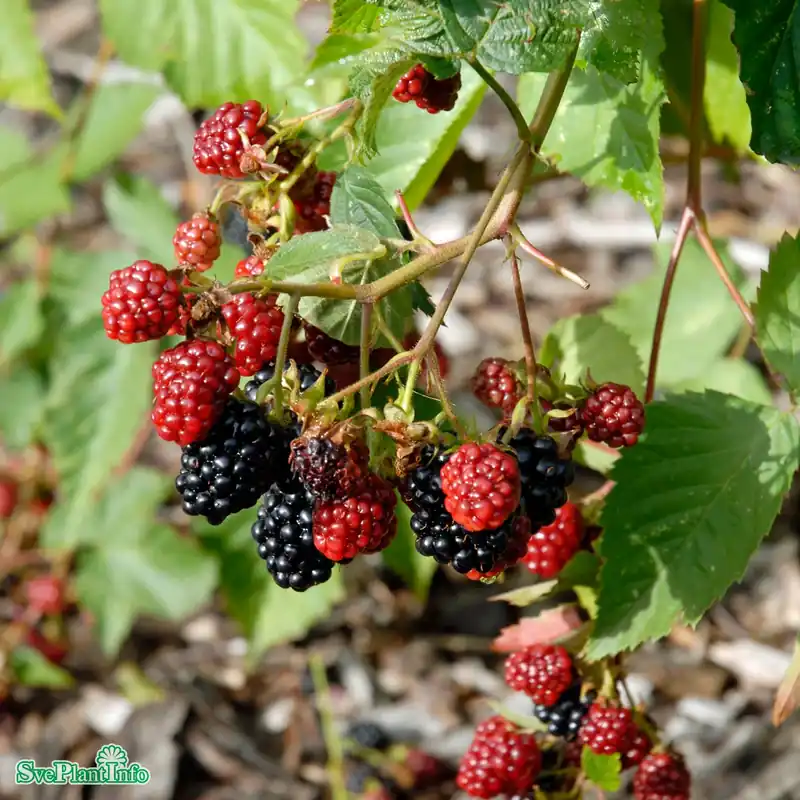 Rubus (Trädgårdsbjörnbär) ‘Black Satin‘ A-kval C2 | Bästsäljare